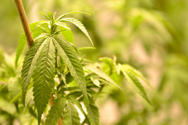 Learn how medical marijuana can improve your quality of life in Mississippi 