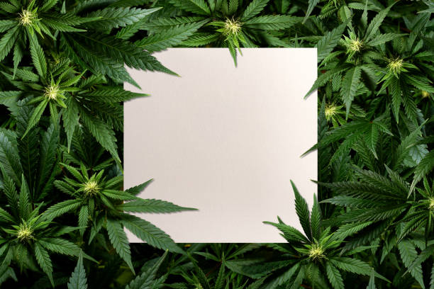 What is the role of medical marijuana in treating conditions such as epilepsy and multiple sclerosis in Mississippi?