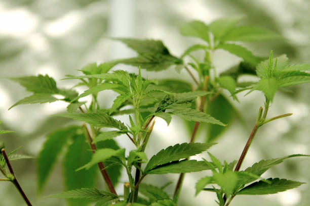 What is the current legal status of medical marijuana in Mississippi and how does it benefit patients?